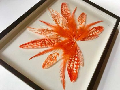 Orange Falcon - Image 3