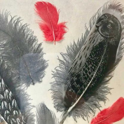Owl and Red Feather