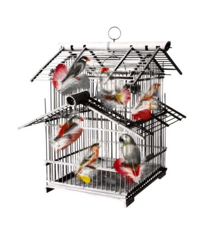 Birds in a Chinese Cage